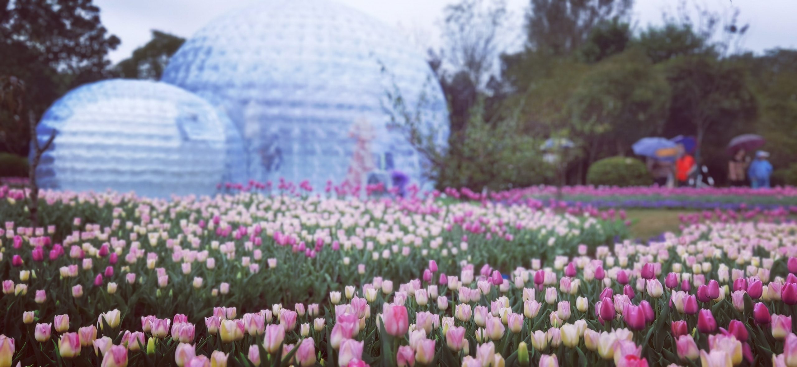 The World’s Largest Off-Season Tulip Show – IGMPR, Imagineering Horti ...